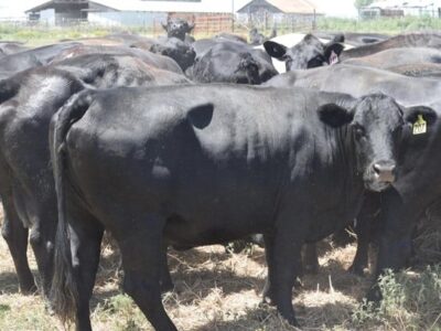 Black Angus - 90/head