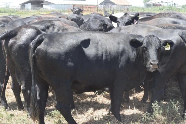 Black Angus - 90/head
