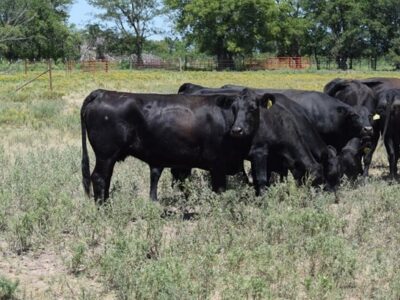 Black Angus - 90/head