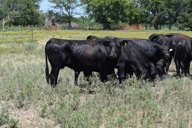 Black Angus - 90/head