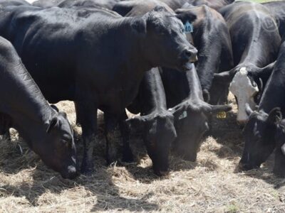 Black Angus - 90/head