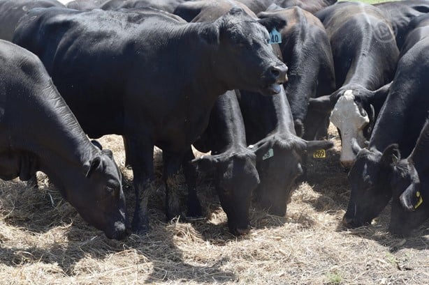 Black Angus - 90/head