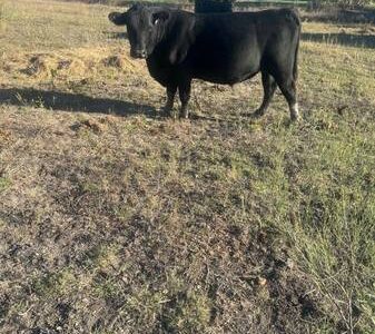 Registered Angus Bull