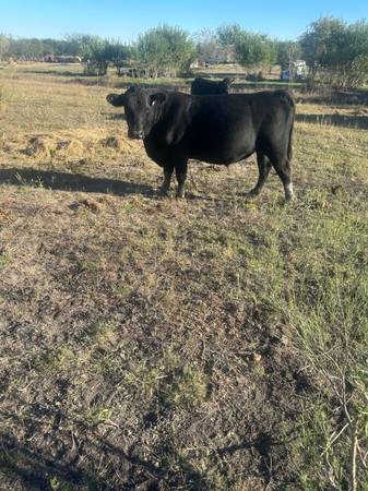 Registered Angus Bull