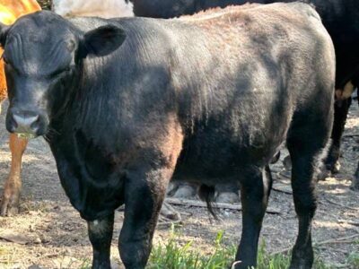 Angus Bull Calves