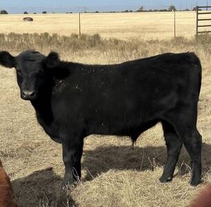 Black Angus Steer