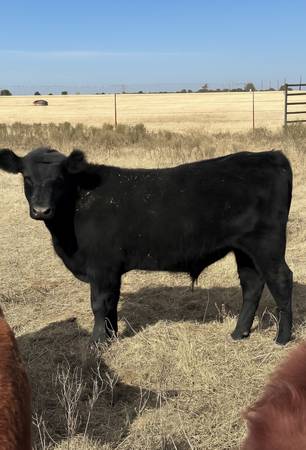 Black Angus Steer