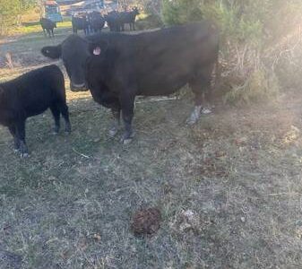 Registered Angus Bull