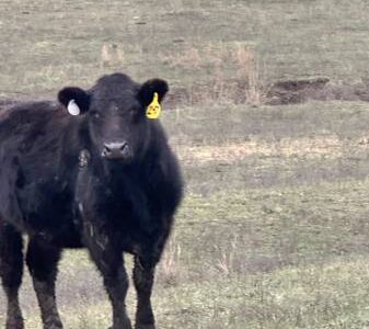 Angus Heifers