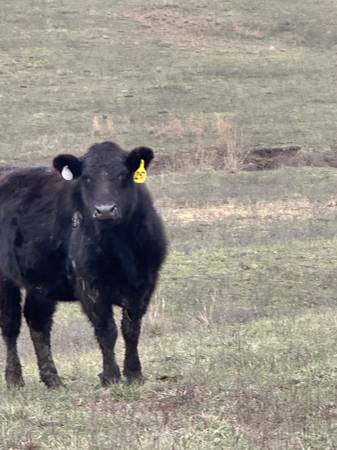 Angus Heifers