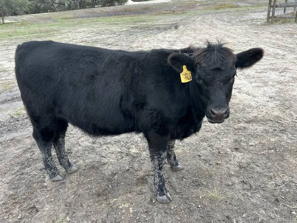 Angus Heifer
