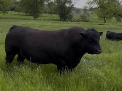 Angus Bulls