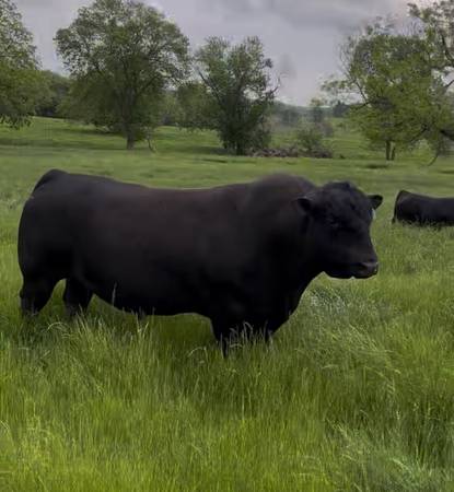 Angus Bulls