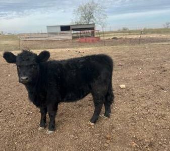 Angus Calves