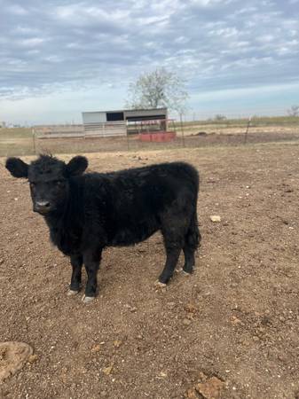 Angus Calves