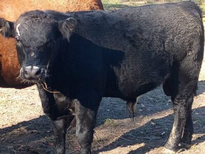 Angus Bull Calves