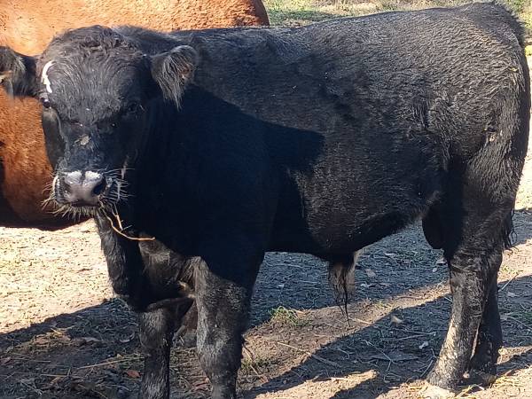 Angus Bull Calves