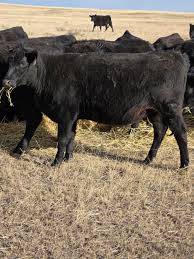 Bred Angus Heifers