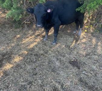 Registered Angus Bull