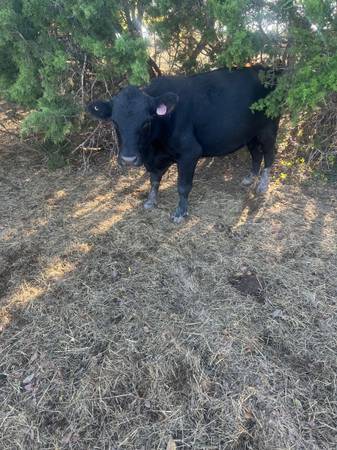 Registered Angus Bull