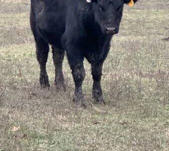 Angus Heifers