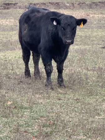 Angus Heifers