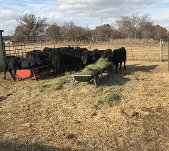 55 Purebred Angus Heifers