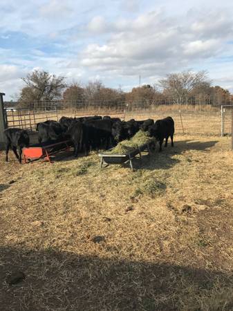 55 Purebred Angus Heifers