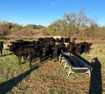 55 Purebred Angus Heifers