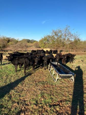 55 Purebred Angus Heifers