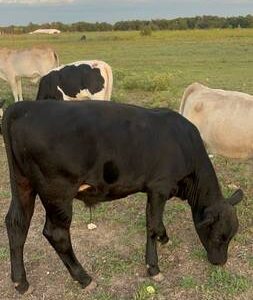 Angus Calves