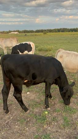 Angus Calves