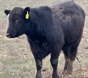 Angus Heifers