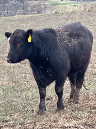 Angus Heifers