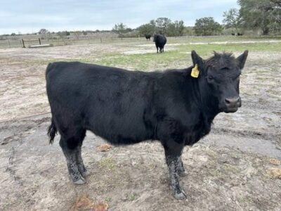 Angus Heifer