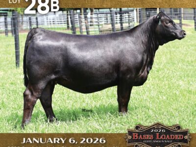 Lot 28b