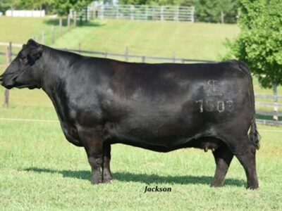 ANGUS EMBRYOS FOR SALE: SB10-2835