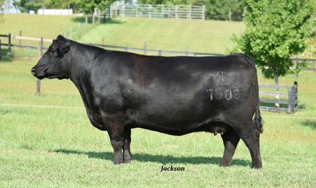 ANGUS EMBRYOS FOR SALE: SB10-2835
