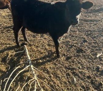 Angus Calves