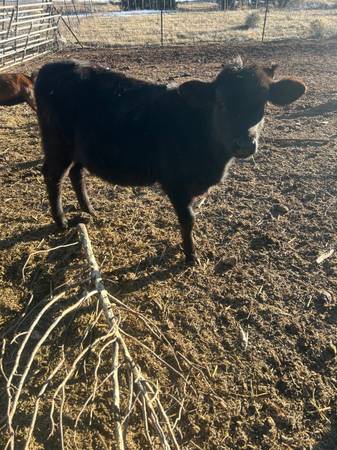 Angus Calves