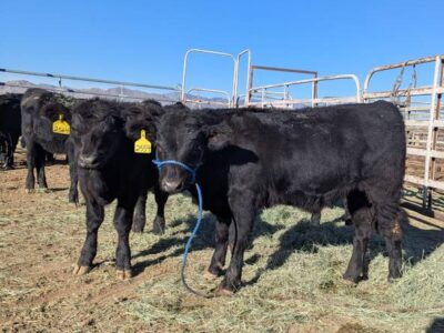 Kuhn Ranch Cattle Company