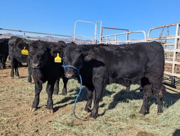 Kuhn Ranch Cattle Company