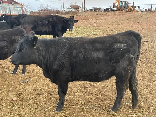 Registered Black Angus Pairs