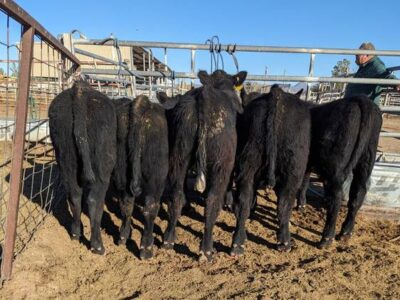 Kuhn Ranch Cattle Company