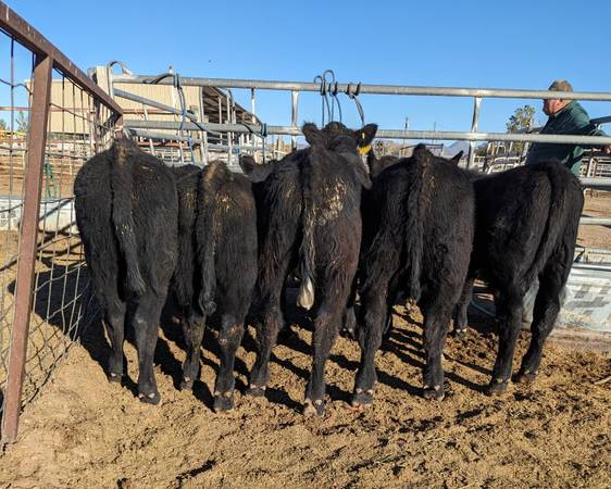 Kuhn Ranch Cattle Company