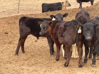 Registered Black Angus Pairs