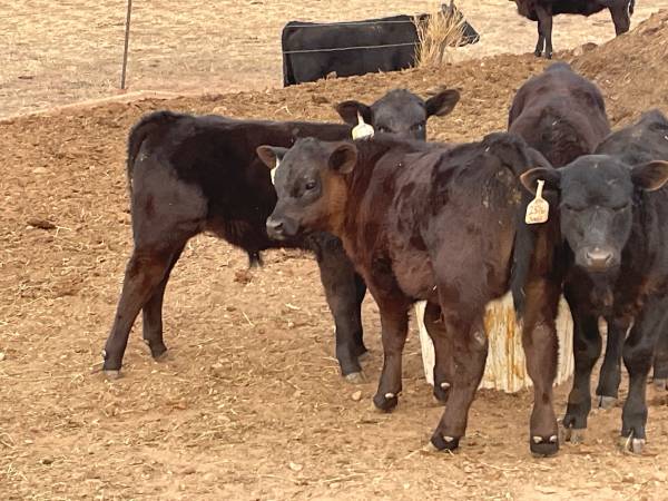 Registered Black Angus Pairs