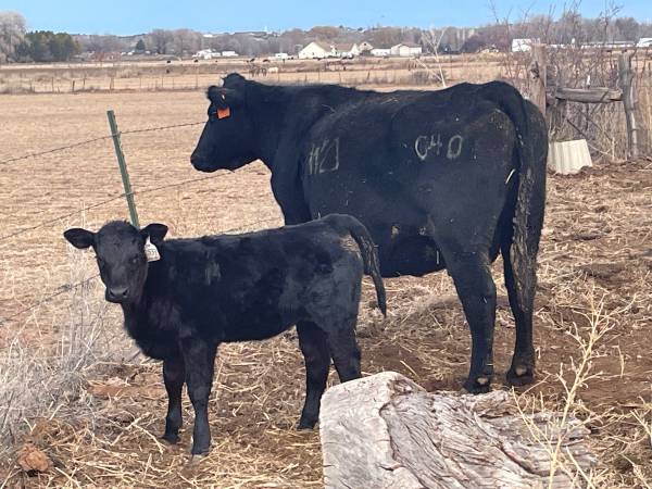 Registered Black Angus Pairs