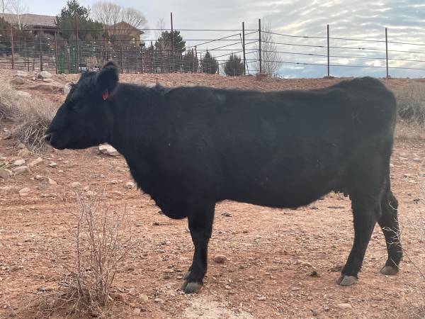 Registered Black Angus Pairs