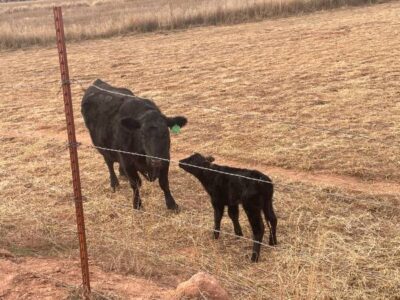 Registered Black Angus Pairs